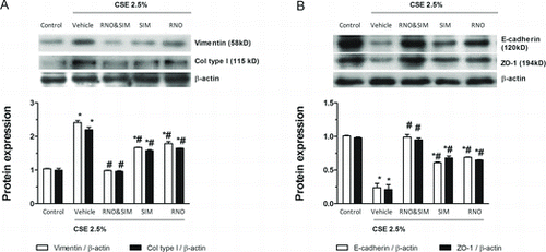 Figure 3.  Effects of roflumilast N-oxide (RNO) and simvastatin (SIM) on cigarette smoke extract (CSE)-induced epithelial to mesenchymal transition (EMT) in WD-HBECs, protein analyses. WD-HBECs were incubated with RNO (2 nM), SIM (100 nM–10 μM), or RNO (2 nM) and SIM (100 nM) together for 30 minutes before exposure to CSE (2.5%) for 72 hours (A, B). Cells were lysed and protein was detected using antibodies against vimentin, collagen type I, E-cadherin or ZO-1 with β-actin as control by Western blotting as detailed in Methods. A representative Western blot as well as summaries from densitometric evaluations of n = 3 independent experiments are illustrated. Results are expressed as means ± SEM. One-way ANOVA followed by post hoc Bonferroni tests. *p < 0.05 related to vehicle controls; # p < 0.05 related to CSE.