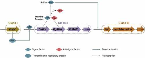 Figure 3. Three-tiered flagellar regulatory cascade in EHEC O157:H7. In the three-tiered flagellar regulatory cascade, FlhDC promotes σ70-dependent transcription of Class II genes, FliA acts as an alternative sigma factor (σ28) specifically required for the transcription of Class III genes, and FlgM acts as an anti-sigma factor that binds to FliA and inhibits its activity.