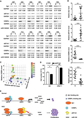 Figure 4. Association of Sp1, C/EBPα and eEF1A1 levels with miR-122 expression and cell proliferation. (A) Sp1 and eEF1A1 were upregulated, whereas C/EBPα and miR-122 were downregulated in HCC tissues. Sp1, eEF1A1 and C/EBPα expression in paired HCC (T) and adjacent non-tumour tissues (N) were assessed by immunoblotting. GAPDH was used as an internal control. The intensity of each band, which represents the expression level, was densitometrically quantified. The value under each sample indicated the expression level of target protein that was normalized by GAPDH. The miR-122 level was detected by qPCR analysis. U6 was used as an internal control. (B) Comparison of Sp1, eEF1A1, C/EBPα or miR-122 level between HCC and adjacent non-tumour tissues. (C) The relationship among the Sp1, eEF1A1, C/EBPα and miR-122 levels. Three-dimensional scatter plot showed the relative expression of eEF1A1 (x-axis), Sp1 (y-axis) and C/EBPα (z-axis). The colour of dot indicated the relative level of miR-122. Sp1, eEF1A1 and C/EBPα protein was detected by immunoblotting. The levels of Sp1, eEF1A1, C/EBPα and miR-122 used for analysis in (B) and (C) were derived from (A). (D) Knockdown of Sp1 or eEF1A1 affected cell proliferation. Huh-7 cells were cotransfected with the indicated siRNA duplex for 48 h before cell counting. (E) A model of the regulatory mechanisms of miR-122 expression. *P < .05; **P < .01; ***P < .001; ns, not significant.