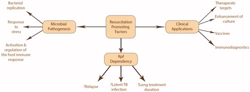 Figure 1. The proposed role of Rpf and Rpf-dependent bacilli in Mtb infection and how Rpf may be clinically exploited to improve Mtb management and prevention.