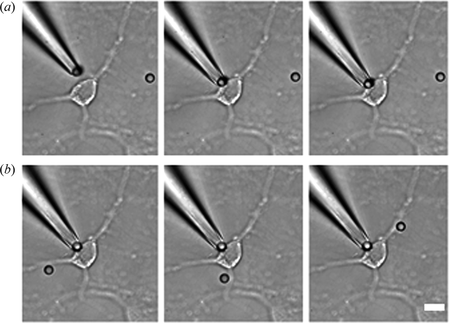 Figure 5 Simultaneous manipulation of beads in the vicinity of a neuron by a pipette and OTs.