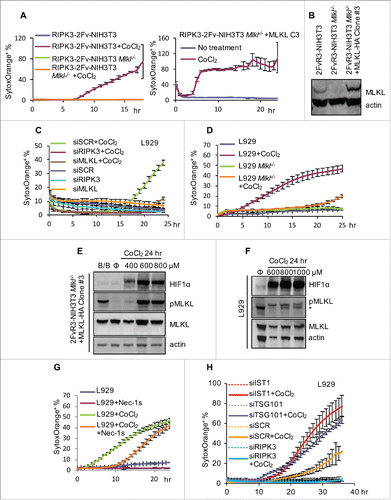 Figure 6. Hypoxia mimicking reagent CoCl2 induces necroptosis. (A) Incucyte quantification of SytoxOrange+ RIPK3-2Fv-NIH3T3 cells (WT, Mlkl−/−, or Mlkl−/− reconstituted with mMLKL-HA clone #3) treated with 600 μM CoCl2. (B) Verification of MLKL expression in cells used in (A). Note that clone #3 had a higher level of MLKL than WT, which may explain why clone #3 died more rapidly than WT cells. (C-D) Incucyte quantification of SytoxOrange+ L929 cells (WT or Mlkl−/−, or transfected with indicated siRNA) treated with 800 μM CoCl2. (E-F) Assessment of p-MLKL and HIF1α in CoCl2-treated (24 hr) RIPK3-2Fv-NIH3T3 clone #3 (E) and L929 (F) cells, determined by western blot. * indicated non-specific band. (G) Incucyte quantification of SytoxOrange+ L929 cells (with or without 60 μM Nec-1s) treated with 800 μM CoCl2. (H) Incucyte quantification of SytoxOrange+ L929 cells (with indicated siRNA) treated with 800 μM CoCl2. For all Incucyte quantification, data are mean ± S.D. of at least triplicate samples.