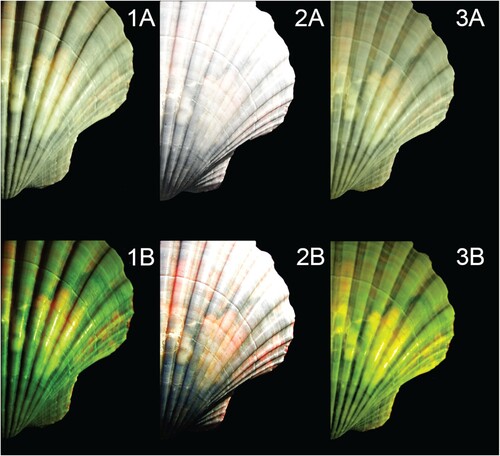 Figure 4. Image of the same shell using a 1A) small light source producing hard highlights and deep colors and 1B) image enhancement producing vibrant colors; 2A) the same shell using a big light source producing softer and more washed out colors and 2B) image enhancement producing more balanced colors. 3A) Chiaroscuro lighting showing great detail, contrast, and color depth in both original and 3B) image enhancement with balanced lights with deeper colors and contrast.