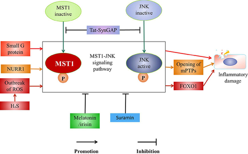 Figure 5. The regulation of MST1-JNK pathway.
