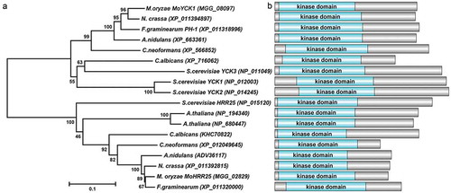 Figure 1. Phylogenetic tree analysis and domain prediction among casein kinase homologs. (a). The phylogenetic tree was constructed by MEGA 5.0 using the neighbor-joining tree construction method with 1000 bootstrap replicates. Sequences of casein kinase homologs were obtained from NCBI databases and aligned by Clustal Omega. Accession numbers of homologs are indicated in the figure. (b). Domains contained in casein kinases were predicted using the SMART webserver. The picture was drawn using DOG 2.0 software.