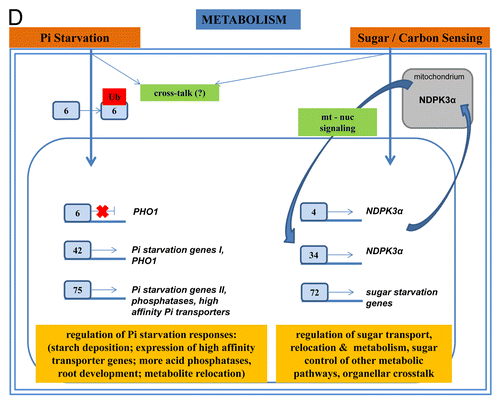 Figure 2D. The role of WRKYs and their genes in abiotic stress (A), biotic stress (B), the cross-talk between biotic and abiotic stress (C), metabolism (D), hormone signaling (E), and epigenetic control (F). The gray square boxes with the number refer to the individual WRKY proteins. WRKY genes are in green. The crosses demonstrate inhibiton of expression. A P in a yellow star refers to phosphorylation. Ub, ubiquitin.