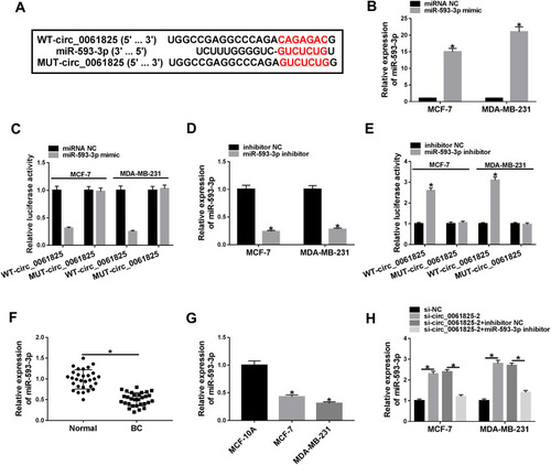 Figure 3 Circ_0061825 acted as a molecular sponge of miR-593-3p. (A) Schematic of the predicted complementary sequence for miR-593-3p in circ_0061825 and the mutation of the seed sequence. (B) MiR-593-3p expression by qRT-PCR in MCF-7 and MDA-MB-231 cells transfected with miRNA NC or miR-593-3p mimic. (C) Dual-luciferase reporter assays in the two BC cells. (D) MiR-593-3p expression in MCF-7 and MDA-MB-231 cells transfected with inhibitor NC or miR-593-3p inhibitor. (E) Dual-luciferase reporter assays in the two BC cells. MiR-593-3p expression by qRT-PCR in 30 pairs of BC tissues and matched normal tissues (F), MCF-10A, MCF-7 and MDA-MB-231 cells (G), MCF-7 and MDA-MB-231 cells transfected with si-NC, si-circ_0061825-2, si-circ_0061825-2+inhibitor NC or si-circ_0061825-2+miR-593-3p inhibitor (H). *P < 0.05.