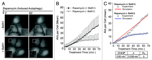 Figure 4. Induced autophagy dynamics are similar for different MTOR inhibitors. (A) Following a 21 min pre-incubation period with vehicle (−BafA1; top panels) or BafA1 (+BafA1; bottom panels), U2OS-EGFP-LC3 cells were treated with 100 nM rapamycin and 46 images were captured at 1.5 min intervals in media containing or lacking BafA1. Images of several cells are shown at time t = 0 min and at time t = 60 min. Insets are 2× magnifications of boxed regions. (B) The number of EGFP-LC3 vesicles in the presence (black circles) or absence (gray circles) of BafA1 was plotted as a function of time after rapamycin treatment. Rapamycin was added at t = 0. Values represent the mean number of vesicles minus the mean number of vesicles at time t = 0, with averages taken over all cells imaged at each time point across three independent experiments (−BafA1: n = 52 cells at each time point; +BafA1: n = 69 cells at each time point). Bars indicate standard deviations. (C) The population dynamics model reproduced the rapamycin data. Red and blue curves represent model-derived time courses for conditions with and without BafA1, respectively. Gray circles represent the adjusted experimental averages shown in (B). Best-fit values of (1 + k)P, c, V0 are as indicated.