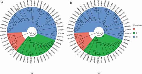 Figure 1. Phylogenetic trees of 53 complete genomes of APPV. (a) Bayesian Inference tree of the APPV genomes reconstructed by MrBayes. Posterior probability values are shown at each node. (b) Maximum likelihood tree of the APPV genomes reconstructed by RAxML. Bootstrap support values are indicated on the tree as a percentage of 1000 replicates. The colored circular sectors indicate the three phylogroups among APPV strains. Phylogroups I, II, and III are represented in orange, green, and blue, respectively.