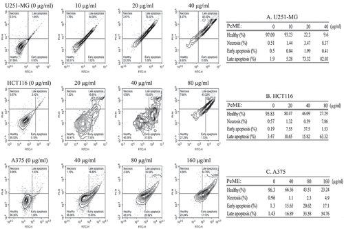 Figure 4. Flow cytometry analysis of U251-MG, HCT116, and A375 cell lines after P. elegans methanolic extract (PeME) treatment for 24 h. All cells were labeled with annexin V-FITC and PI. U251-MG cells (a) treated at 0,10, 20, and 40 µg/ml concentration of PeME, HCT116 cells (b) were treated for 0, 20, 40, and 80 µg/ml. (b), A375 cells (c) were treated 0, 40, 80, and 160 µg/ml. FACs analysis was performed and analyzed. Data presented are representative of three experiments.