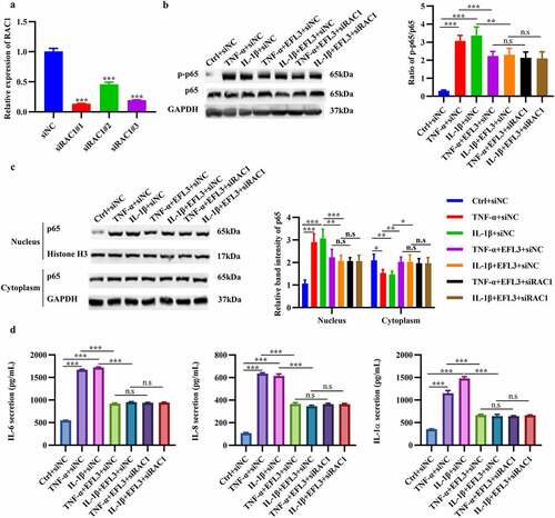 Figure 6. EFL3 inhibits inflammation in RA FLSs via Rac1. (a) The silencing efficiency of the siRNA targeting RAC1 (siRAC1) compared to its negative control siRNA (siNC) was evaluated by RT–qPCR. After exposure to TNF-α or IL-1β for 6 h, RA FLSs with or without RAC1 knockdown were treated with EFL3 or vehicle for an additional 24 h. Then, total protein was extracted to measure the expression of phosphorylated p65 (p-p65) and total p65 (b). (c) Protein extracts from the nucleus and cytoplasm were also subjected to Western blot analysis to measure the expression of p65. (d) IL-6, IL-8 and IL-1α levels in the supernatant of treated RA FLSs were analyzed by ELISA. The data are presented as the mean ± SD (n = 3). *p < 0.05, ** p < 0.01, *** p < 0.001.