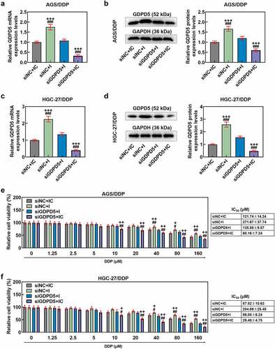 Figure 8. GDPD5 silencing diminished the effects of downregulated miR-874-3p on GDPD5 expression and cell viability of DDP-resistant GC cells. (a-d) The effects of GDPD5 silencing and miR-874-3p downregulation on GDPD5 expression in DDP-resistant GC cell AGS/DDP (a-b) and HGC-27/DDP (c-d) were unveiled as confirmation of qRT-PCR and Western blot. GAPDH was used as the internal control. (e-f) The effects of GDPD5 silencing and miR-874-3p downregulation on the cell viability in DDP-resistant GC cell AGS/DDP (e) and HGC-27/DDP (f) were suggested by CCK-8 assay. All data were expressed as mean ± standard deviation (SD), which was indicative of three independent tests. +p < 0.05, ++p < 0.01, +++p < 0.001, vs. siNC+IC; #p < 0.05, ##p < 0.01, ###p < 0.001, vs. siGDPD5 + I.