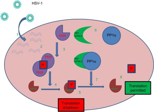 Figure 1 HSV-1 can overcome normal cells protective block in protein synthesis: 1. HSV-1 enters the host cell and begins replication. 2. Complementary RNA anneal to produce dsRNA. 3. PKR binds dsRNA, dimerizes resulting in activation and autophosphorylation. 4. Phosphorylated PKR selectively phosphorylates elF2α. 5. Phosphorylated elF2α causes the host cell to shutdown translation thereby preventing viral replication. 6. HSV produced ICP34.5 which forms a protein complex with PP1α. 7. The ICP34.5 PP1α complex dephosphorylates elF2α so the viral replication (8) can continue unchecked.