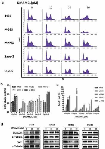 Figure 3. DMAMCL treatment of OS leads to a G2/M phase arrest. Five OS cell lines (143B, MG63, MNNG, Saos-2, and U-2OS) were treated with DMAMCL (10, 20, and 30 μM) for 36 h. The cells were stained with PI and analyzed by flow cytometry. The results are shown in histograms (a). The percentages of cells in G2/M phase (b) and sub-G1 phase (c) were indicated. Data represent means and SD of three independent experiments. * P < 0.05, ** P < 0.01 DMAMCL (+) vs. control. (d) Four OS cell lines (143B, MG63, MNNG, and U-2OS) were treated with DMAMCL (10 and 20 μM) for 24 h. The expressions of Cyclin B1 and CDC2 were detected by Western Blotting