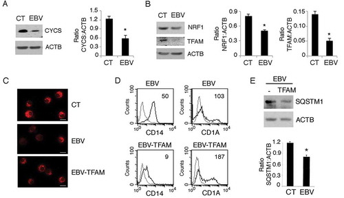 Figure 10. EBV reduces mitochondrial biogenesis in differentiating monocytes. Differentiating monocytes exposed or unexposed to EBV and cultured for 5 days with CSF2 and IL4 were analyzed for (a) CYCS and (b) for NRF1 and TFAM expression by western blot. ACTB was used as a loading control. One representative experiment out of 3 is shown. The histograms represent the mean plus S.D. of the densitometric analysis of the ratio of CYCS:ACTB, NRF1:ACTB and TFAM:ACTB of 3 different experiments. * P value < 0.05. (c) The mitochondrial pool was evaluated by using MitoTracker Red dye in control and EBV-infected monocytes with or without TFAM overexpression; bars: 10 mm; (d) CD14 and CD1A expression was evaluated by FACS analysis and (e) SQSTM1 expression in EBV-infected monocytes with or without TFAM overexpression, was analysed by western blot. The mean of fluorescence intensity is indicated. Solid grey peaks represent the isotype controls. The histograms represent the mean plus S.D. of the densitometric analysis of the ratio of SQSTM1:ACTB of 3 different experiments. * P value < 0.05.