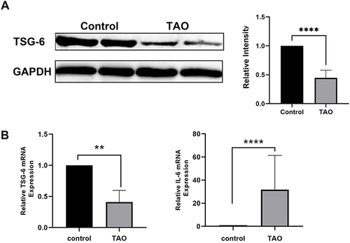 Figure 1 Expression of TSG-6 and IL-6 in Thyroid associated ophthalmopathy (TAO) and non-TAO orbital tissues. The protein or mRNA was extracted from TAO (n=5) and non-TAO (n=4) orbital tissues. Experiments were performed in triplicate for each specimen. (A) Western blot and quantification analysis of TSG-6. Representative gel images were shown. (B) The tissue lysates were subjected to mRNA expression analysis to determine TSG-6 and IL-6 genes. Data in the columns indicate the mean density ratio ± SD, normalized to the level of GAPDH in the same sample. (**p < 0.01, ****p < 0.0001).