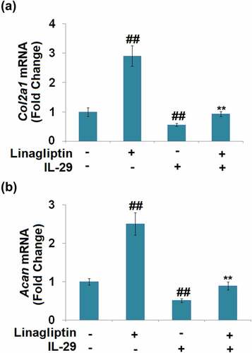 Figure 6. Linagliptin attenuated interleukin-29-induced decrease in Col2a1 and Acan genes. Cells were incubated with 15 ng/mL IL-29 and Linagliptin (100 nM) for 24 hours. (a). Col2a1 mRNA; (b). Acan mRNA (##, P < 0.01 vs. vehicle; **, P < 0.01 vs. IL-29).