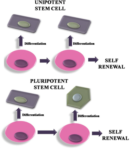 Figure 8. Differentiation of unipotent and pluripotent stem cells.