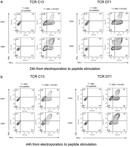 Figure 4. TCR C13 and D71 confer recipient T cells with GV1001-specific functionality.Primary T cells were transfected with mRNA encoding TCR C13_RQR8 or D71_RQR8. The TCR expression and functionality was assessed at two different time points, on T cells rested for either 24h or 44 hours between electroporation and peptide stimulation. The transfected T cells and non-transfected control T cells were stimulated with irradiated DP04+EBV-transformed cells (EBV) ± hTERT peptide GV1001. The cultures were incubated overnight and analysed by flow cytometry. Figs. A and B show INFγ/TNFα staining of cells rested for 24h or 44h, respectively. Percentage of cells in each quartile is given. The transfection efficacy was about 60% for CD4+cells and 90% for CD8+cells, as measured by RQR8 expression (not shown). (a) and (b) include all CD4+and CD8+cells, regardless of RQR8 expression. The transfected TCRs were derived from CD4+ T cells, but conferred GV1001-specific functionality to both CD4+and CD8+recipient cells. The figure shows representative data from three experiments in which there was some variation in the second time point measured.