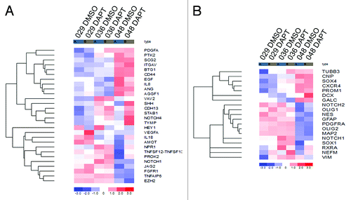 Figure 6. Gene expression of pro-angiogenic, NSC and differentiation markers. (A) Heat map showing the expression of selected pro-angiogenic markers in the 029, 036, and 048 neurosphere cultures treated with 10 μM DAPT or equal volumes of DMSO for 24 h. (B) Heat map showing the expression of selected markers of NSC (PROM1, NES, NOTCH1, NOTCH2, GFAP, CXCR4, SOX1, SOX4, PDGFRA, RXRA, and VIM), the neuronal linage (TUBB3, NEFM, MAP2, and DCX) and the glial lineage (GFAP, GALC, CNP, PDGFRA, VIM, OLIG1, and OLIG2) in the same samples as in (A). The colors represent the standard deviation in expression level relative to the mean expression of the respective gene across the six samples. Notice that some markers represent more than one phenotype, e.g., GFAP is a marker for both NSC and astrocytes.