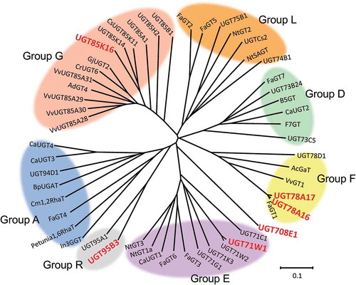 Figure 2. Phylogenetic tree of family 1 PSPGs.Isolated PSPG clones are shown in boldface. The tree was generated by the neighbor-joining method following multiple alignments using the ClustalW algorithm. The bar indicates a 0.1 amino acid substitution/site. For the names and DDBJ/GenBankTM/EBI accession numbers of the other PSPGs, see Supplementary Table S3.