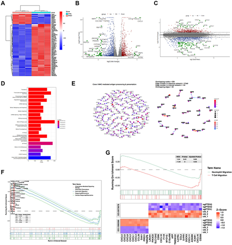 Figure 2 The high throughput RNA sequencing analysis of Caki-1 cells with or without the depletion of PTEN. (A) Heatmap of the differentially expressed genes in Caki-1 cells infected with sgRNA targeting Control or PTEN. The Red indicates genes that have significant increases in the indicated group. Blue dots show genes that have significant decreases in the indicated group. (B and C) Volcano plot (B) and MA plot (C) of the differentially expressed genes (DEGs) in Caki-1 cells infected with sgRNA targeting PTEN. The Red dots show genes that have significant increases in the PTEN-depleted group. Blue dots show genes that have significant decreases in the PTEN-depleted group. (D) Gene ontology analysis-enrichment plots the gene sets of biological processes in Caki-1 cells infected with sgRNA targeting PTEN. (E) CBNplot of the Class1-MHC mediated antigen processing and presentation pathway. (F) Gene Set Enrichment Analysis (GSEA) of five signaling pathways related to neutrophil chemotaxis and cellular response to chemokine based on the DEGs in Caki-1 cells with or without PTEN depletion. (G) GSEA analysis of neutrophil migration and T cell migration signaling pathway based on the DEGs in Caki-1 cells with or without PTEN depletion.