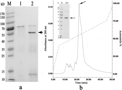 Figure 6. Enterokinase digestion and HPLC purification of rVDCP after digestion. a: Lane M, Protein marker; lane 1, rVDCP before enterokinase digestion; lane 2, rVDCP after enterokinase digestion. The protein band with ~55 kDa (indicated by an arrow) corresponds to the target protein. b: Elution profile of enterokinase digested rVDCP on HPLC with a reverse-phase C4 column. The arrow indicates the target peak and the band of purified rVDCP with ~55 kDa.