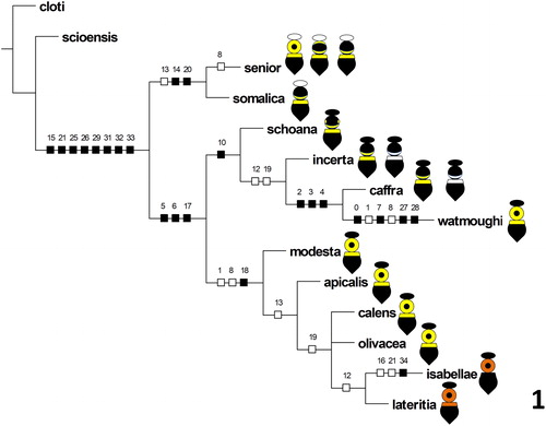 Figure 1 Most parsimonious tree resulting from cladistic analysis of the taxon-character matrix for species of the Xylocopa caffra species-group (Table 1), with unambiguous character state transformations mapped to the tree and female dorsal color patterns, including color variants, illustrated schematically for each species.