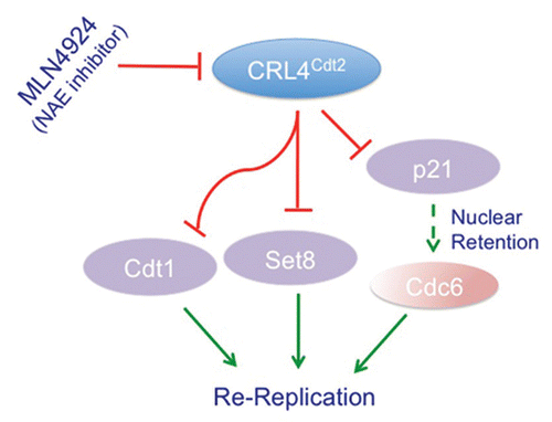 Figure 3 CRL4Cdt2 role in preventing re-replication and genomic instability. A schematic of the various pathways regulated by the CRL4Cdt2 E3 ubiquitin ligase to prevent re-initiation of DNA replication within the same cell cycle (re-replication). By promoting the degradation of the replication-licensing factor Cdt1 in S-phase, CRL4Cdt2 prevents relicensing of replication origins during the S and G2 phases of the cell cycle.Citation31 CRL4Cdt2 also promotes the degradation of the histone H4 lysine 20 methyltransferase Set8 during S-phase thus preventing the premature accumulation of momomethylated histone 4 lysine 20 (H4K20me1) at replication origins, thus inhibiting licensing of these origins.Citation39,Citation41 Additionally, the accumulation of the Cdk inhibitor p21 in cells with inactivated CRL4Cdt2,Citation33,Citation36,Citation37 is hypothesized to inhibit the cytoplasmic export of the licensing factor Cdc6 thereby contributing to re-replication and genomic instability.Citation33 These multiple activities of CRL4Cdt2 are thought to contribute to the re-replication and subsequent apoptosis induced by the novel anti-cancer drug MLN4924, which leads to the inhibition of cullin 4 activities among other cullins.Citation34