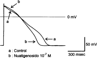 Figure 3 A typical tracing of effects of nuatigenosido on action potential configuration in a bullfrog atrial cell.