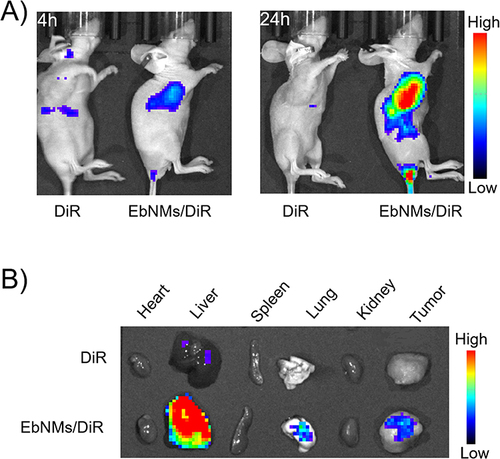 Figure 5 Biodistribution of the nanodrug EbNMs in mice by using in vivo images of mice with A549 xenograft tumors. (A) 4 h and 24 h after treatment with free DiR or EbNMs /DiR. (B) The images of ex vivo main organs and tumor after 24 h treatment.