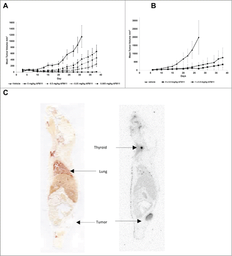 Figure 7. Xenograft models and tissue-distribution of AFM11 in tumor-bearing mice. (A) Effect of AFM11 on the growth of Raji Burkitt lymphoma in NOD/scid mice. Six experimental groups of immunodeficient NOD/scid mice were xenotransplanted by subcutaneous injection with a suspension of 2.5 × 106 of Raji tumor cells on day 0. Tumor cells were mixed with 1 × 107 human PBMC from healthy donors. To account for potential donor variability, each of the experimental groups was subdivided into 3 cohorts each receiving PBMCs from a single donor. Two groups without PBMC effector cells (tumor cells only, not shown) served as negative controls. One of the control groups was treated only with vehicle; the other received only AFM11. All animals of the experimental groups transplanted with tumor cells and PBMC received an intravenous bolus on days 0, 1, 2, 3 and 4 of either vehicle (control) or AFM11 at 4 different dose levels as indicated (0.005, 0.05, 0.5, and 5 mg/kg). All treatment groups receiving AFM11 exhibited statistically significant tumor growth inhibition, relative to the control group, from day 13 until day 34, excepting the low dose group (0.005 mg/kg) in which statistical significance was restricted to days 17, 20 and 22. (B) No effect of AFM11 dosing regimen on the growth of Raji Burkitt lymphoma in NOD/scid mice. NOD/scid mice were xenotransplanted by subcutaneous injection with a suspension of 2.5 × 106 of tumor cells on day 0. Tumor cells were mixed with 1 × 107 human PBMC from healthy donors. To account for potential donor variability, each of the experimental groups was subdivided into 3 cohorts each receiving PBMCs from a single donor. Animals received an intravenous bolus of AFM11 on days 0, 1, 2, 3, and 4, or a single injection on day 0, at a dose level of 0.5 mg/kg. The control group received 5 injections of vehicle. Both A and B present mean tumor volume and SD. (C) AFM11 tissue distribution in Raji xenograft-bearing NOD/scid mice. Whole body autoradiogram and the corresponding scanned section of a Raji xenograft-bearing NOD/scid mouse sacrificed at 24 h post injection of125I-labeled AFM11.