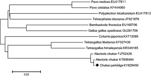 Figure 1. A neighbour-joining (NJ) tree of 12 species from Galliformes was constructed based on the dataset of 13 concatenated mitochondrial protein coding genes.
