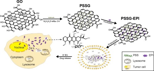 Figure 1 Preparation and bio-application diagram of the partially reduced graphene oxide sheets mediated drug carrier system.Abbreviations: GO, graphene oxide; PSSG, PSS-decorated nanographene; PSS, poly(sodium 4-styrenesulfonate); EPI, epirubicin; h, hours.