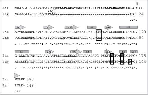 Figure 1. Amino acid sequence alignment of Laz and Paz using the CLUSTALW program (http://clustalw.genome.ad.jp/). Laz, Neisseria gonorrhoeae azurin; Paz, Pesudomonas aeruginosa azurin. Identical and similar amino acid residues in Laz and Paz are denoted by asterisks and dots, respectively. Letters in italic and bold indicate the signal peptide and H.8 epitope, respectively. The amino acid residues responsible for binding to the metal ion are boxed. The regions corresponding to cylinders and arrows represent α-helices and β-strands, respectively. The H.8 epitope is intrinsically disordered. Laz used in this study has Ala18 instead of Cys18.