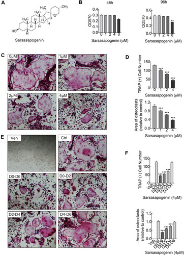 Figure 1 Sarsasapogenin attenuates RANKL-induced osteoclast formation in vitro. (A) Chemical structure of sarsasapogenin. (B) Viability of M-CSF-dependent BMMs following treatment with sarsasapogenin for 48 h or 96 h as assessed by MTT assay (n = 3). (C) Representative images showing the dose-dependent effect of sarsasapogenin on osteoclast formation. BMMs stimulated with 100 ng/mL RANKL in the absence or presence of indicated concentrations of sarsasapogenin for 7 days were fixed and stained for TRAP activity (magnification = 100×; scale bar = 100 μm). (D) Numbers and area of TRAP-positive multinucleated osteoclasts with more than 3 nuclei were quantified by ImageJ (n = 3). (E) Representative images showing the time-dependent effect of sarsasapogenin on osteoclast formation. BMMs stimulated with RANKL and treated with 4 μM sarsasapogenin on the indicated days were fixed and stained for TRAP activity (magnification = 100×; scale bar = 100 μm). (F) Numbers and area of TRAP-positive multinucleated osteoclasts with more than 3 nuclei were quantified by ImageJ (n = 3). Bar graphs present the mean ± SD; **p < 0.01, and ***p < 0.001 versus RANKL-only treated control.