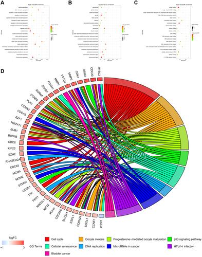 Figure 4 GO function and KEGG pathway analysis of key module genes. (A–C) are the bubble charts of the top 20 GO function items of the key module genes. (D) shows the top 20 KEGG pathway circle diagrams of key module genes.