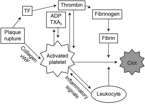 Figure 1. The role of platelets after vascular injury.[Citation13–Citation16] After plaque rupture, TF is released from endothelial cells and platelets are activated by collagen and vWF. TF is converted to thrombin, which activates platelets and facilitates formation of a fibrin meshwork. Activated platelets produce ADP and TXA2, which in turn augment platelet activation and recruit additional platelets to the area. Activated platelets also produce inflammatory signals that recruit leukocytes to the area. The leukocytes amplify platelet activation signals and cross-link to fibrin, facilitating clot formation. ADP: adenosine diphosphate; TF: tissue factor; TXA2: thromboxane A2; vWF: von Willebrand factor.