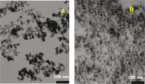 Figure 5. Transmission electron microscopy images of (a) uncoated and (b) starch-coated magnetite.