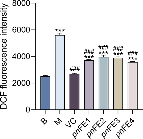 Figure 4 Effects of pnFE1, pnFE2, pnFE3, and pnFE4 on the content of ROS in MSF cells stimulated by H2O2. B: Blank group; M: H2O2 damage model group; VC: Vitamin C group. Compared with the blank group, ***P < 0.001. Compared with the damage model group, ###P < 0.001. When P > 0.05, values do not have a mark (*, #).