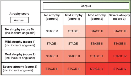 Figure 8. OLGA staging for risk of stomach cancer. Modified from a paper of Rugge et al [Citation79]. The staging is a practical tool for the delineation of patients to high (stages III–IV) and low (stages 0–II) risk groups for cancer, for gastric cancer of the intestinal type in particular. The staging requires endoscopy and proper biopsy practice but can also be done non-invasively by a blood test with applying specific biomarkers (pepsinogen I and II, gastrin-17 and Helicobacter pylori serology) that reflect the function (acid secretion) and the structure of both antral and corpus mucosa in the blood plasma/serum.
