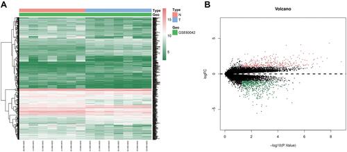 Figure 1 (A) Heatmap and (B) Volcano plot of differentially expressed genes from GSE60042. Red represents upregulated differentially expressed genes; green represents downregulated differentially expressed genes.