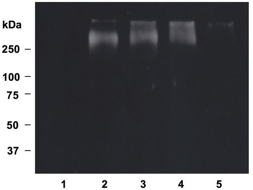 Fig. 6. Effect of OFA on protein carbonyl formation in oxLDL.