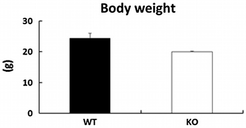Figure 1. Effects of deletion of BDK on body weight in mice. Data are expressed as mean ± SE (n = 4).