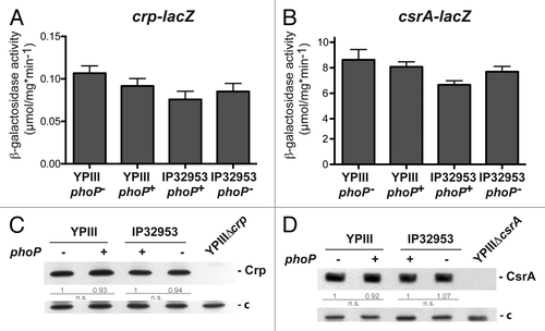 Figure 3. Analysis of crp and csrA expression in phoP+ and phoP- strains. The vector pAKH139, harboring a crp-lacZ fusion (A) and plasmid pKB63, harboring a csrA-lacZ fusion (B) were transformed into Y. pseudotuberculosis strains YPIII (phoP-), YP149 (YPIII phoP+), IP32953 (phoP+), and YPIP06 (IP32953 phoP-). The bacteria were grown to exponential growth phase in LB medium at 25 °C. The data represent the mean ± SEM from three independent experiments each performed in triplicates. Whole cell extracts of YPIII (phoP-), YP149 (YPIII phoP+), IP32953 (phoP+), and YPIP06 (IP32953 phoP-) grown to exponential growth phase at 25 °C were separated by SDS-PAGE prior to western blotting using polyclonal Crp- (C) and CsrA (D)-specific antibodies. As negative controls crp and csrA deletion strains YP89 and YP53 were included. Relative protein amounts were determined densiometrically using the software ImageJ for three independent experiments and normalized to the respective unspecific protein band (c). Statistical analysis was performed by student’s t test with *, P ≤ 0.05; **, P ≤ 0.005; ***, P ≤ 0.001; n.s., not significant; and n.d., not detectable.
