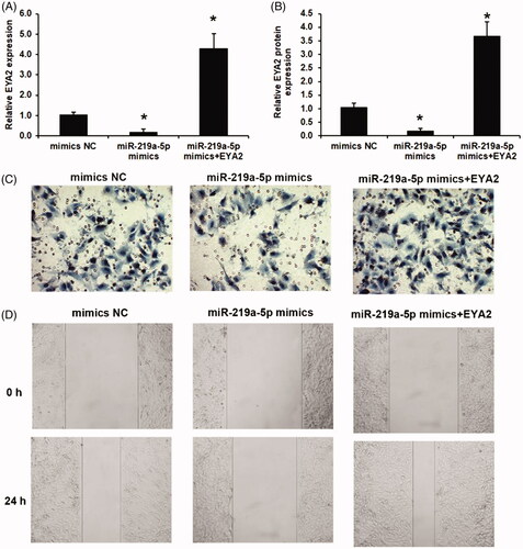 Figure 4. Overexpressed miR-219a-5p repressed OS cell invasion and migration via suppressing EYA2 expression. (A) Effects of miR-219a-5p mimics and EYA2 plasma on EYA2 mRNA expression. (B) Effects of miR-219a-5p mimics and EYA2 plasma on EYA2 protein expression. (C) Effects of miR-219a-5p mimics and EYA2 plasma on OS cell invasion. (D) Effects of miR-219a-5p mimics and EYA2 plasma on OS cell migration. Values are expressed as mean ± SD, n = 4; *p < .01 vs. mimics NC group.