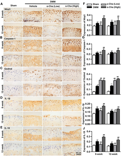 Figure 4 α-Chaconine promotes chondrocyte pyroptosis. (A–E) Immunohistochemistry staining results of Nlrp3, Caspase-1, Gsdmd, IL-1β, and IL-18 proteins in articular cartilage 8- and 12-week post-DMM surgery. (F–J) The ratios of immunoreactive positive cells of Nlrp3, Caspase-1, Gsdmd, IL-1β, and IL-18 in (A–E). Data were expressed as the mean ± SD. **P < 0.01 vs Sham group, #P < 0.05, ##P < 0.01 vs Vehicle group.