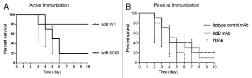 Figure 1. Survival of CB-17 (WT or SCID) mice immunized (active or passive) with IsdB. (A)WT or SCID mice (n = 10) were actively immunized i.m. with 20 µg of antigen on days 0, 7 and 21. On day 35, mice were challenged with S. aureus Becker (8.8 × 108 CFU) via the tail vein. Mice were monitored for survival for 10 d post challenge. Data were pooled from two independent experiments. Survival of IsdB immunized SCID mice vs. IsdB immunized WT mice, p = 0.02. Survival of IsdB immunized WT mice vs. control BSA immunized WT mice, p = 0.02 (data not shown). (B) Survival of CB-17 (SCID) mice passively immunized to IsdB and challenged via the tail vein. SCID mice (n = 10) were immunized i.p. with 400 µg of mAb (either IsdB specific CS-D7, or control MK24), or saline alone, 2 h prior to challenge with S. aureus SA025 (2 × 108 CFU) via the tail vein. Mice were monitored for survival for 10 d post challenge. Data were pooled from two independent experiments. Survival of IsdB immunized SCID mice vs. isotype immunized mice, p = 0.49. Error bars indicate the 95% CI.