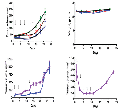 Figure 6. Treatment of nude mice bearing the H-69 small cell carcinoma xenografts with the PEP encapsulated in PEGylated liposomes. Female mice (20−22 g) were inoculated intraperitoneally with 10 million cells and an equal volume of matrigel. When the tumors were approximately 50mm3, the animals were randomized into groups of 6 and either treated with 0.06 mL of empty PEGylated liposomes (control) or 0.03 mL of PEGylated liposomes (30 mg/m2 of PEP, red) or 0.06 mL of PEGylated liposomes (60 mg/m2 of PEP, blue), every 4 d. Tumor size (top left) and animal weight (top right) was measured every three days (control, purple; treated, blue). As little toxicity was observed, a dose of 60mg/kg given every other day was also tested in tumor bearing animals with (bottom left). The effects of the liposome encapsulated PEP given every other day × 5 at a higher dose (100 mg/kg) on large tumors at the time they would be sacrificed because of tumor size was also tested (bottom right). Tumor regression was noted even after the first dose of drug, without weight loss.
