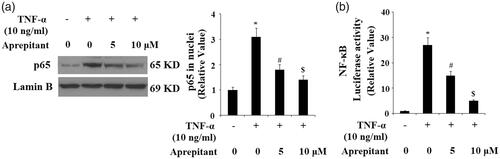 Figure 8. The neurokinin-1 receptor (NK-1R) antagonist aprepitant inhibits TNF-α (10 ng/ml)-induced nuclear translocation of p65 and luciferase activity of NF-κB. (a) Nuclear levels of p65 was determined by Western blot analysis with lamin B as a positive control; (b) Luciferase reporter assay results reveal that NF-κB activity was attenuated by treatment with aprepitant (*, #, $, p < .01 vs. previous column group).